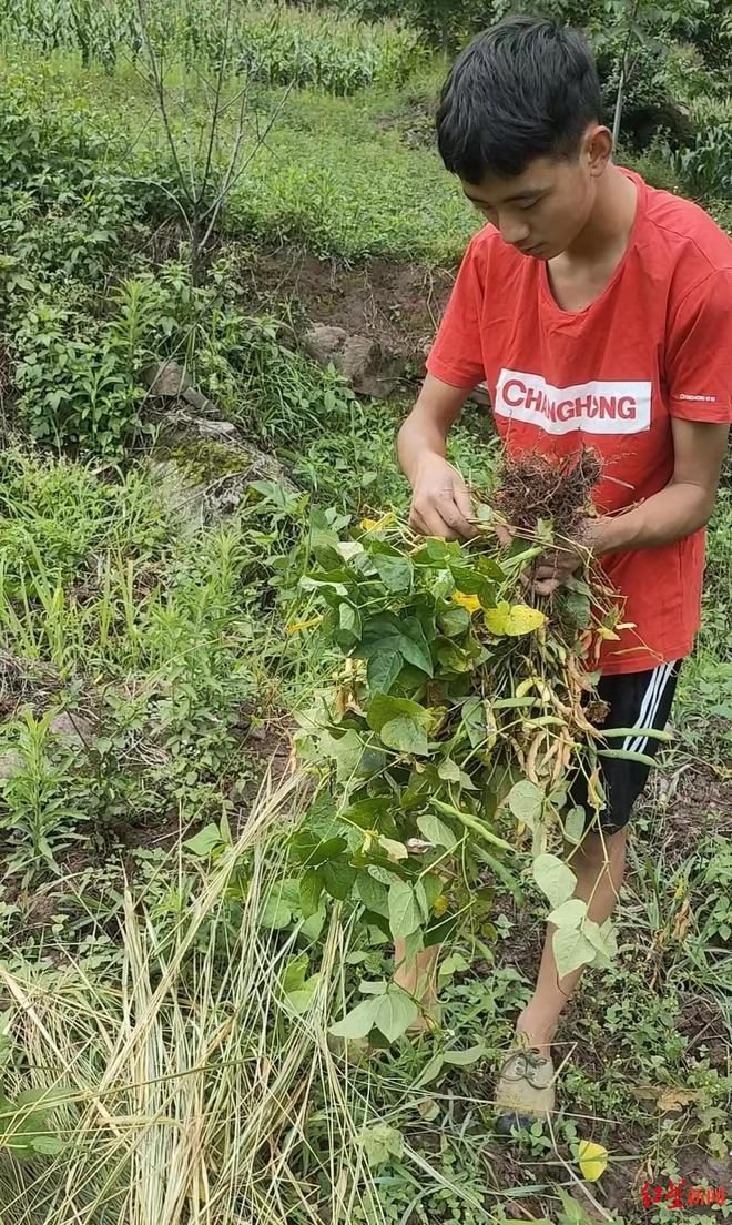 四川凉山男生被北京大学录取：出身山村，录取前还在扯豆子、割猪草