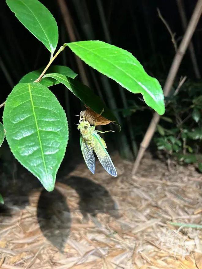 19岁小伙上山抓知了，月入三四万元！有饭店推出“知了拌川”，每天卖四五十碗，你吃过吗？