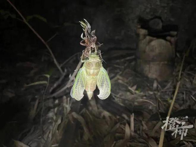 19岁小伙上山抓知了，月入三四万元！有饭店推出“知了拌川”，每天卖四五十碗，你吃过吗？