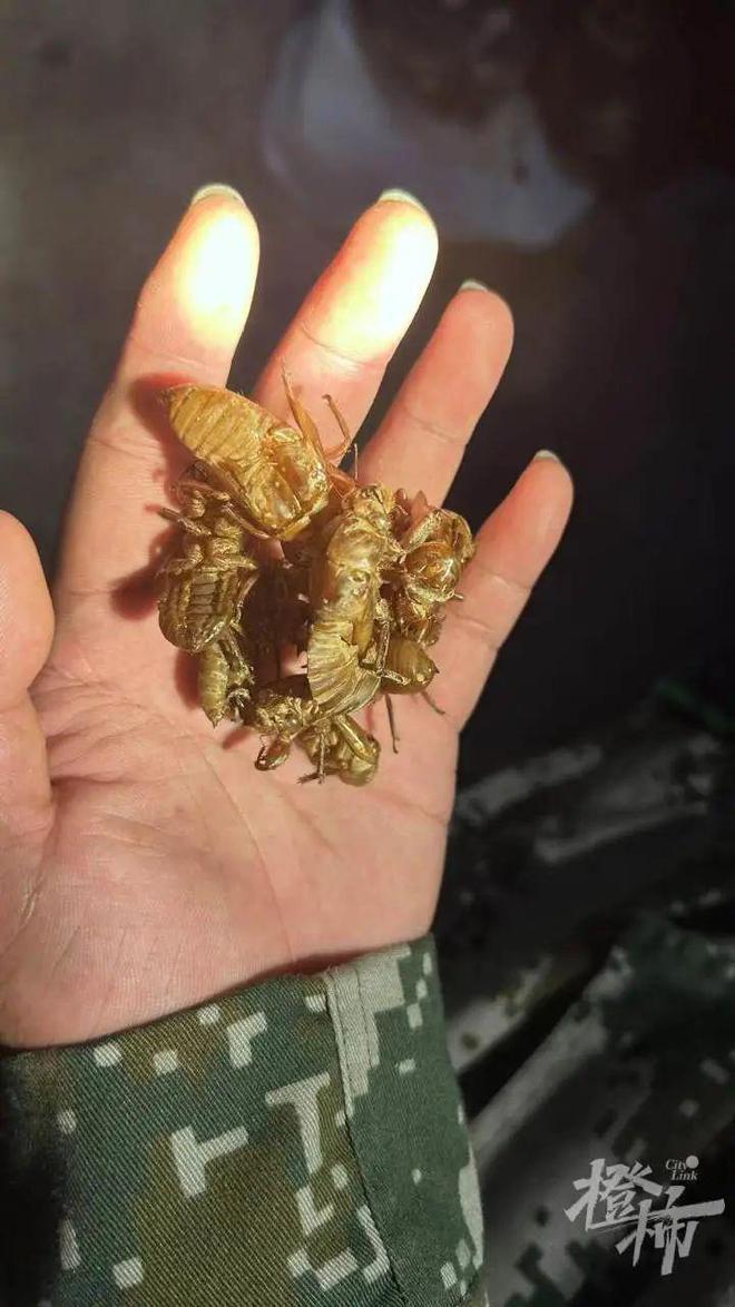 19岁小伙上山抓知了，月入三四万元！有饭店推出“知了拌川”，每天卖四五十碗，你吃过吗？