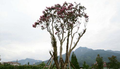 四川绵竹900多岁紫薇树开花：系一级古树价值百万 10年前曾被盗警方破案追回