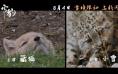 首波媒体人口碑曝光!《雪豹和她的朋友们》8.4上映