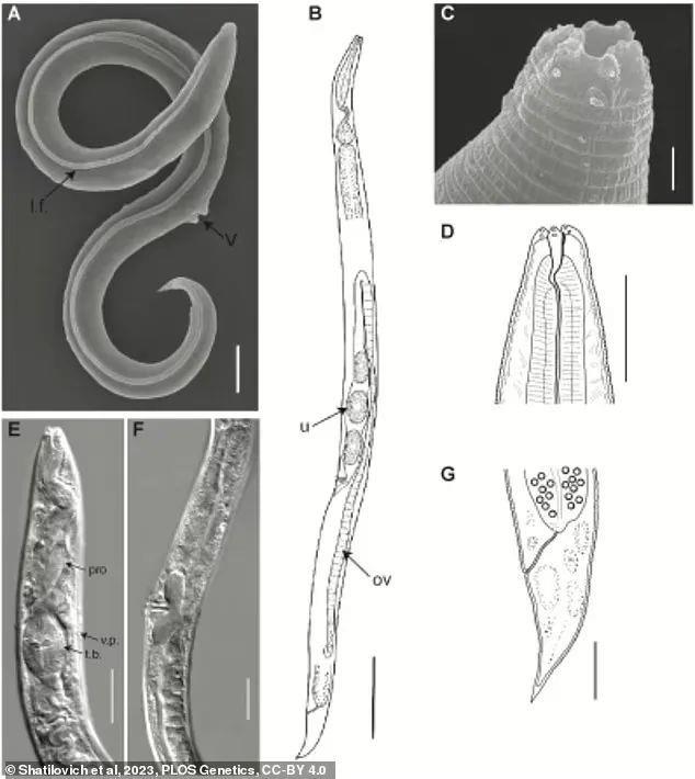 西伯利亚冻土中沉睡4.6万年的生物，被科学家复苏了，网友：太吓人