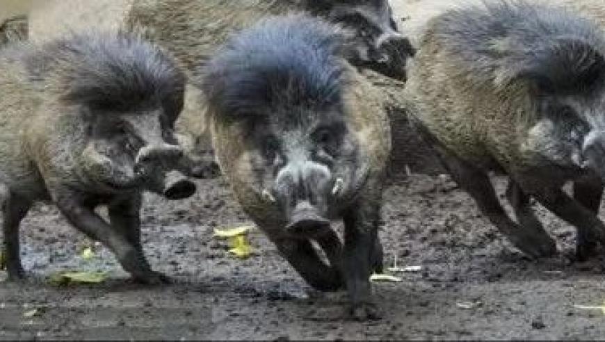 70后上海市委常委郭芳进京履新，为生态环境部首位女副部长