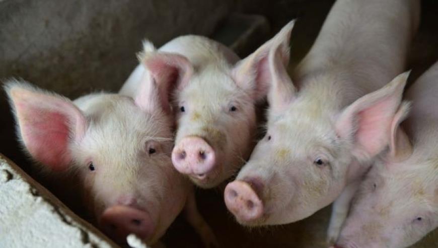 广东人正式被确诊为依萍，网友：广东的雨，依萍看了都得改天要钱