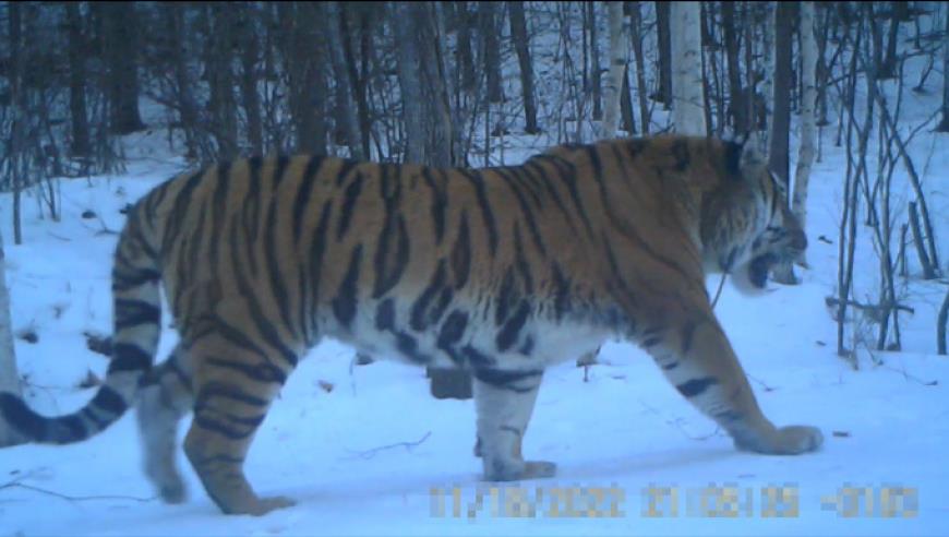 房地产需要“救市”吗？