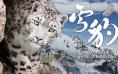 看《雪豹和她的朋友们》，“云端”三江源吸氧！