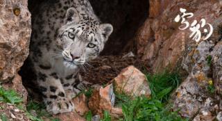 看《雪豹和她的朋友们》，“云端”三江源吸氧！