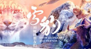 数十位电影人包场声援电影《雪豹和她的朋友们》